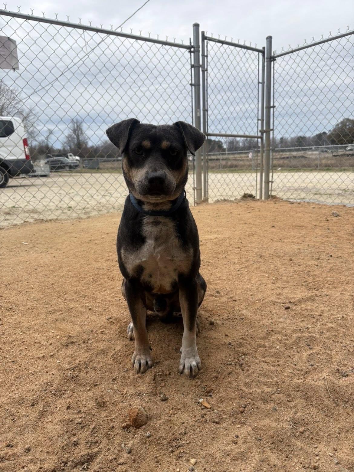 Enlarge Ace, an adopted mixed breed in Mullins, SC image 2/4