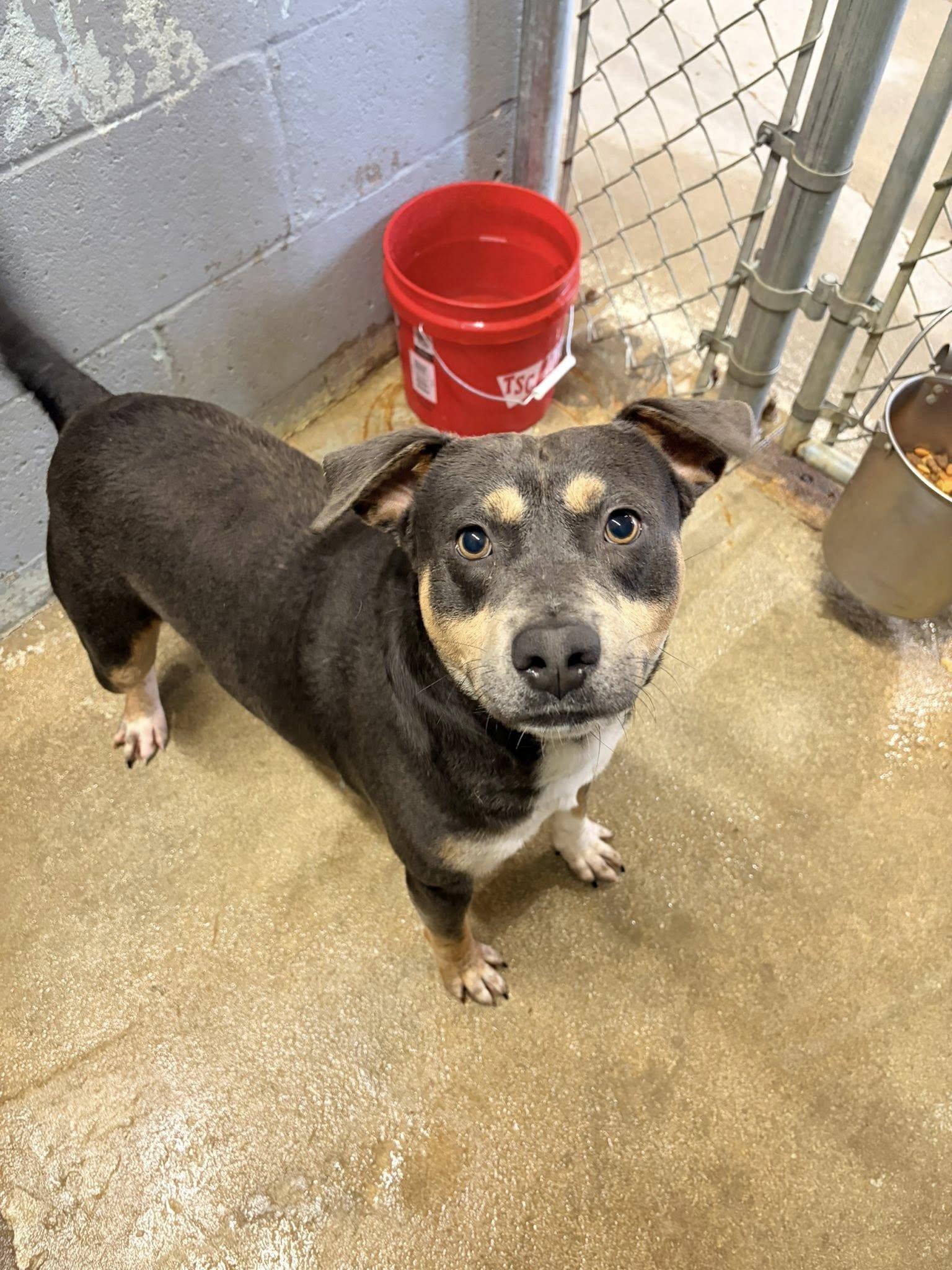 Enlarge Ace, an adopted mixed breed in Mullins, SC image 1/4