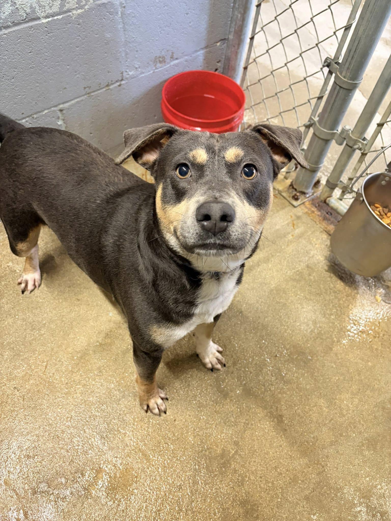 Enlarge Ace, an adopted mixed breed in Mullins, SC image 3/4