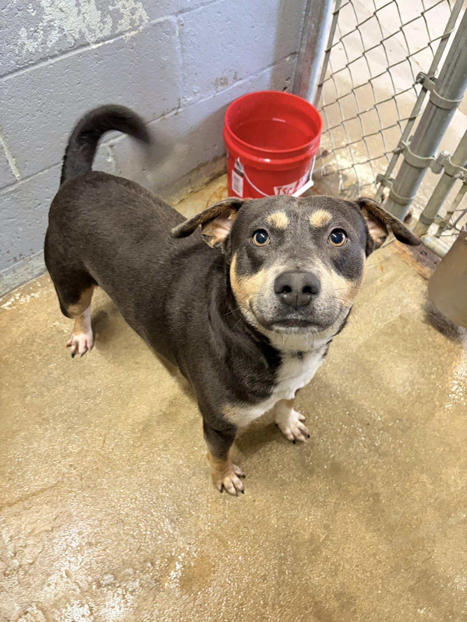 Enlarge Ace, an adopted mixed breed in Mullins, SC image 4/4