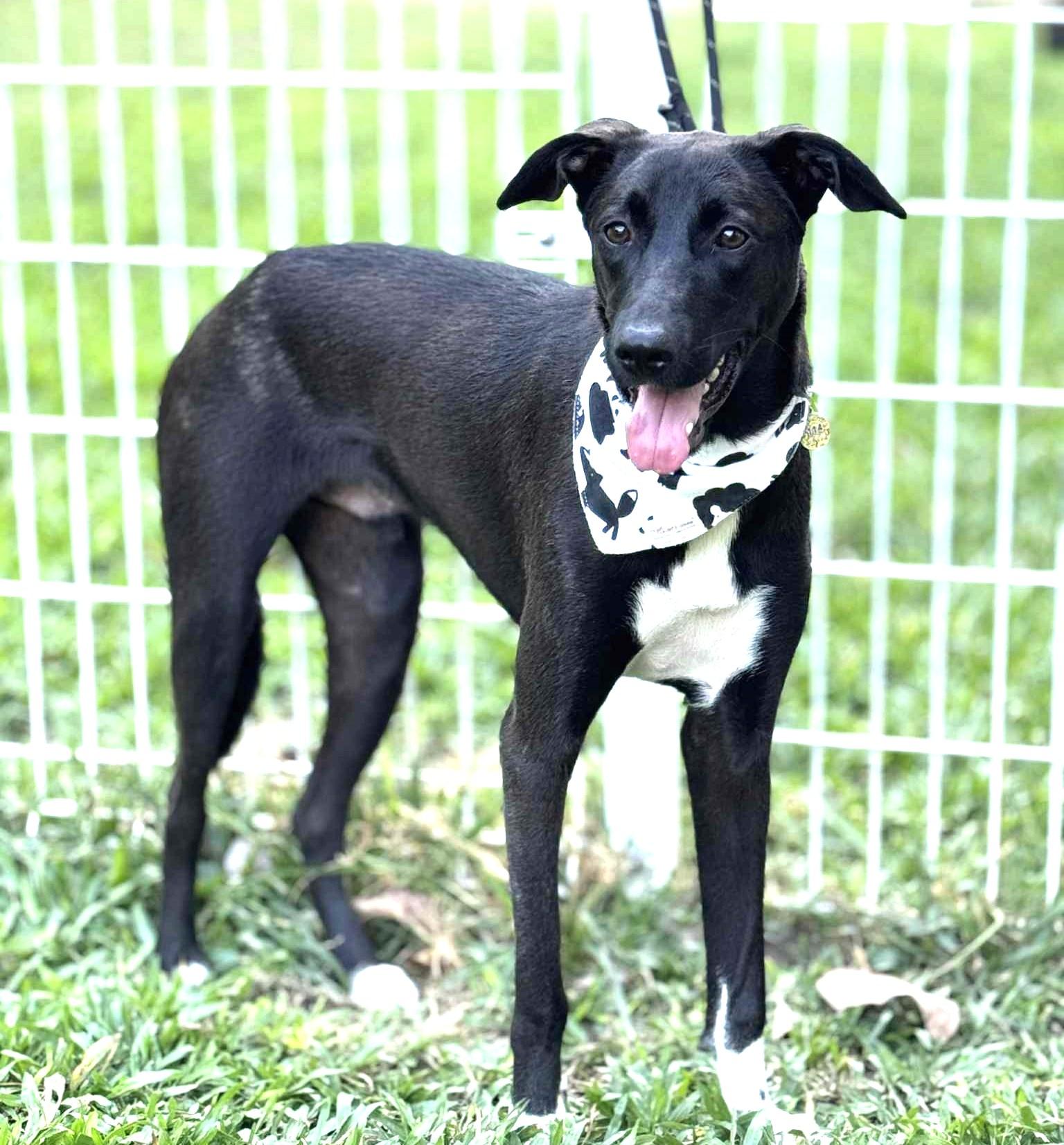 Enlarge Dali, a ADOPTABLE mixed breed in New York, NY image 3/6