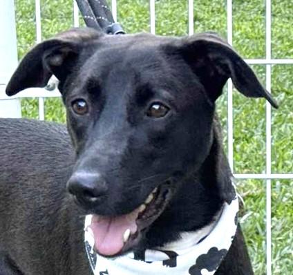 Enlarge Dali, a ADOPTABLE mixed breed in New York, NY image 2/6