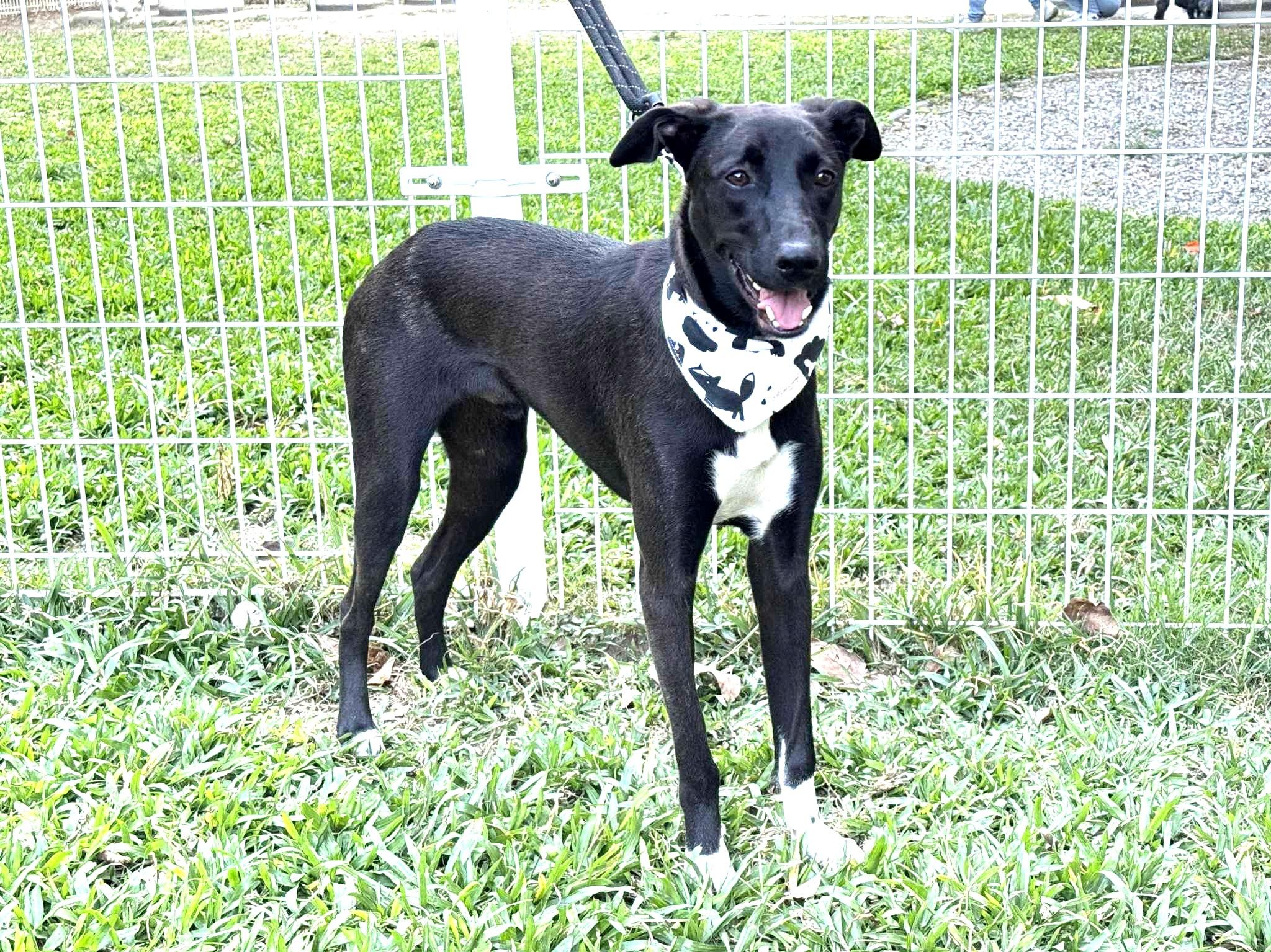 Enlarge Dali, a ADOPTABLE mixed breed in New York, NY image 6/6