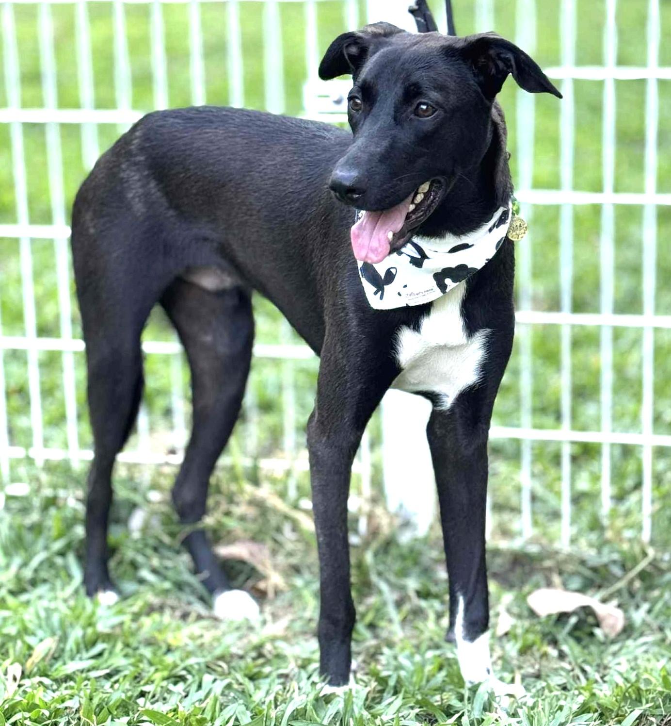 Enlarge Dali, a ADOPTABLE mixed breed in New York, NY image 4/6