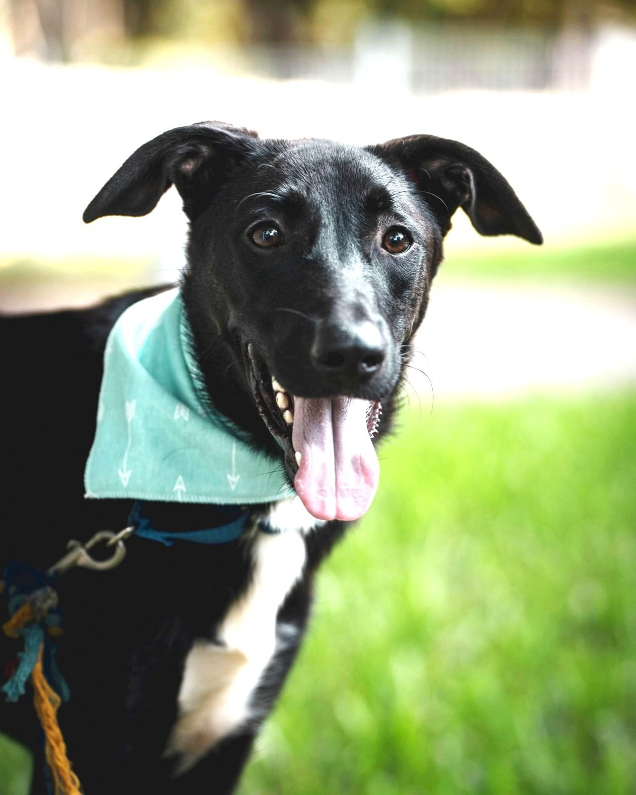 Enlarge Dali, a ADOPTABLE mixed breed in New York, NY image 5/6