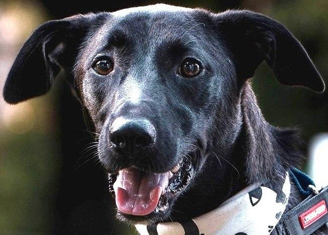 Enlarge Dali, a ADOPTABLE mixed breed in New York, NY image 1/6