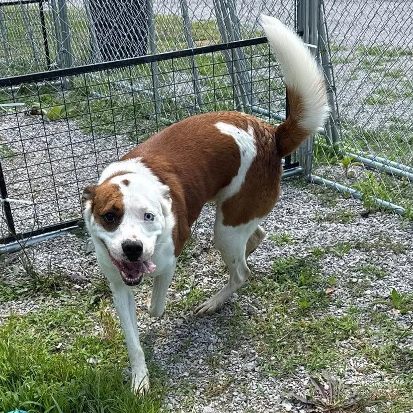 Enlarge Mowgli, a Adoptable Mixed Breed in Brooksville, KY image 1/6