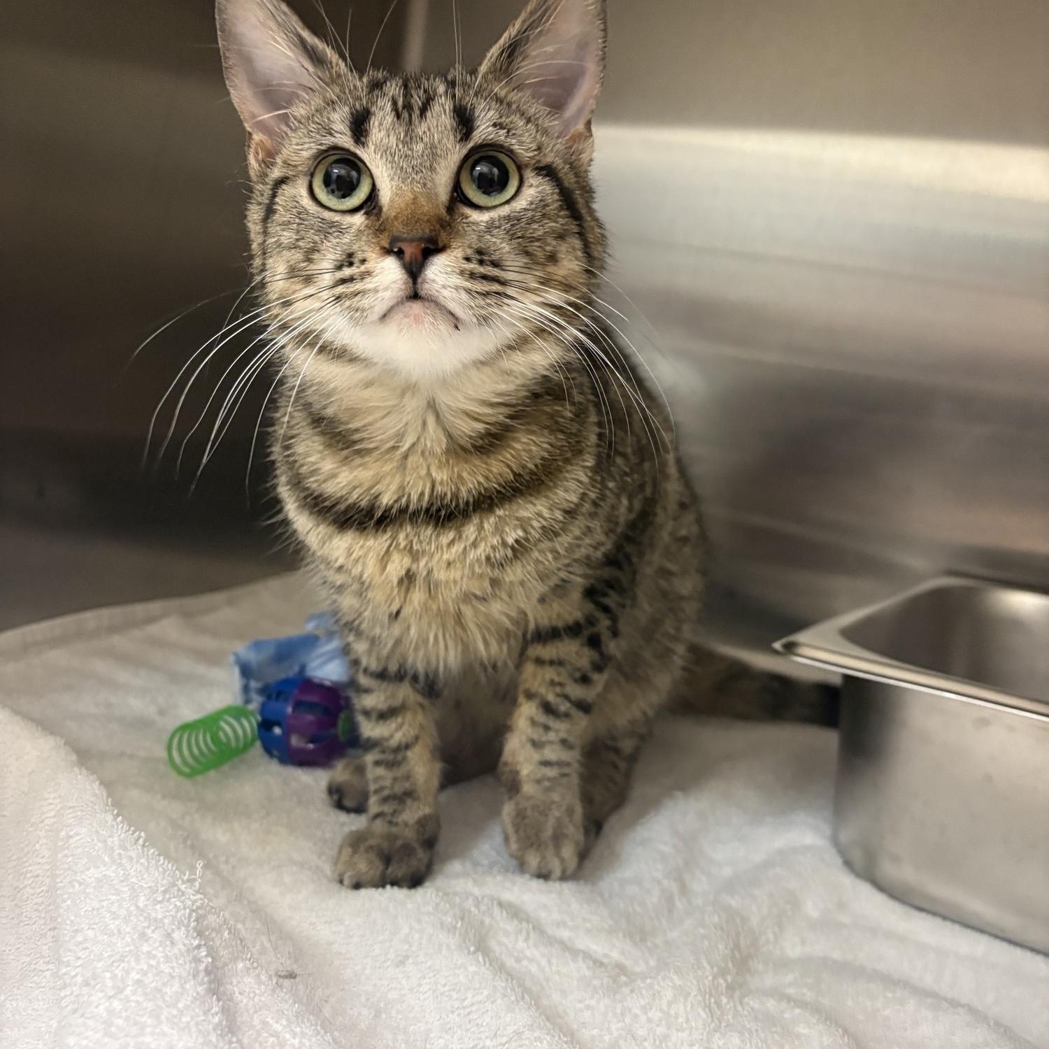 Enlarge Hermione, a ADOPTABLE Domestic Short Hair in Saint Charles, MO image 1/1