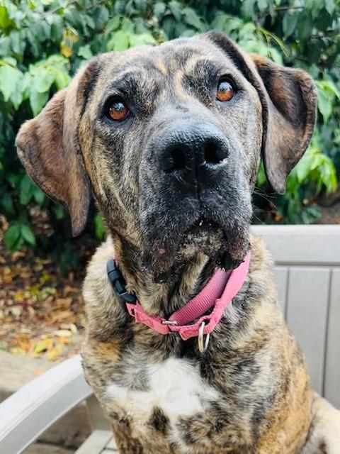 Enlarge Molly, a Adoptable mixed breed in Phoenix, OR image 1/4