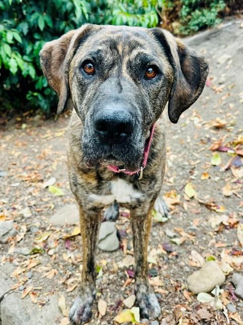 Enlarge Molly, a Adoptable mixed breed in Phoenix, OR image 3/4