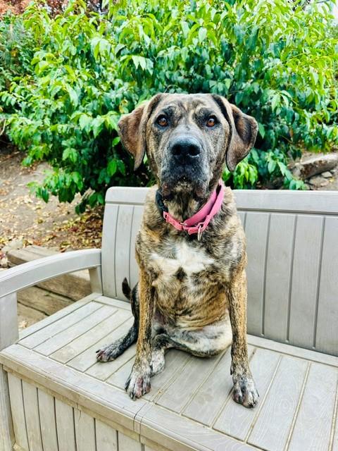 Enlarge Molly, a Adoptable mixed breed in Phoenix, OR image 2/4