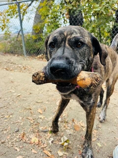 Enlarge Molly, a Adoptable mixed breed in Phoenix, OR image 4/4