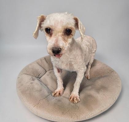 Hummus, Adoptable, Adult Female Bichon Frise.