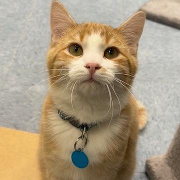 Hermes, Adoptable, Young Male Domestic Short Hair.