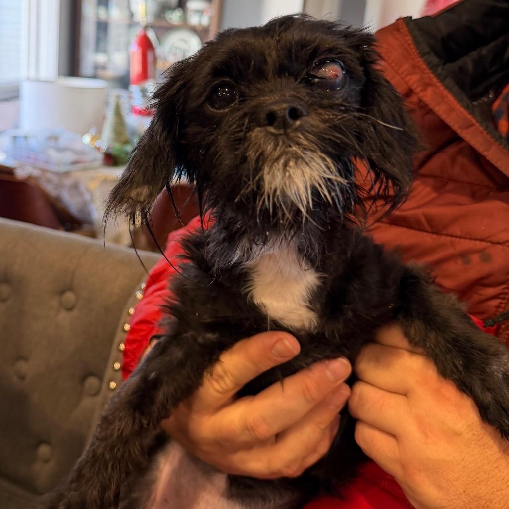 Pumpkin, Adoptable, Adult Female Poodle.