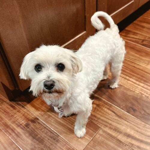 Enlarge Rhemus, a Adoptable mixed breed in Lincolnshire, IL image 1/2