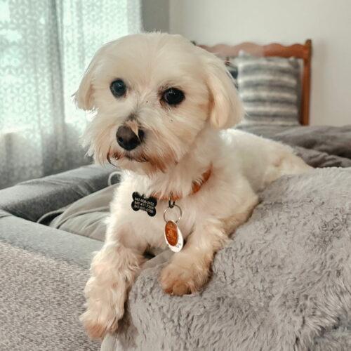 Enlarge Rhemus, a Adoptable mixed breed in Lincolnshire, IL image 2/2