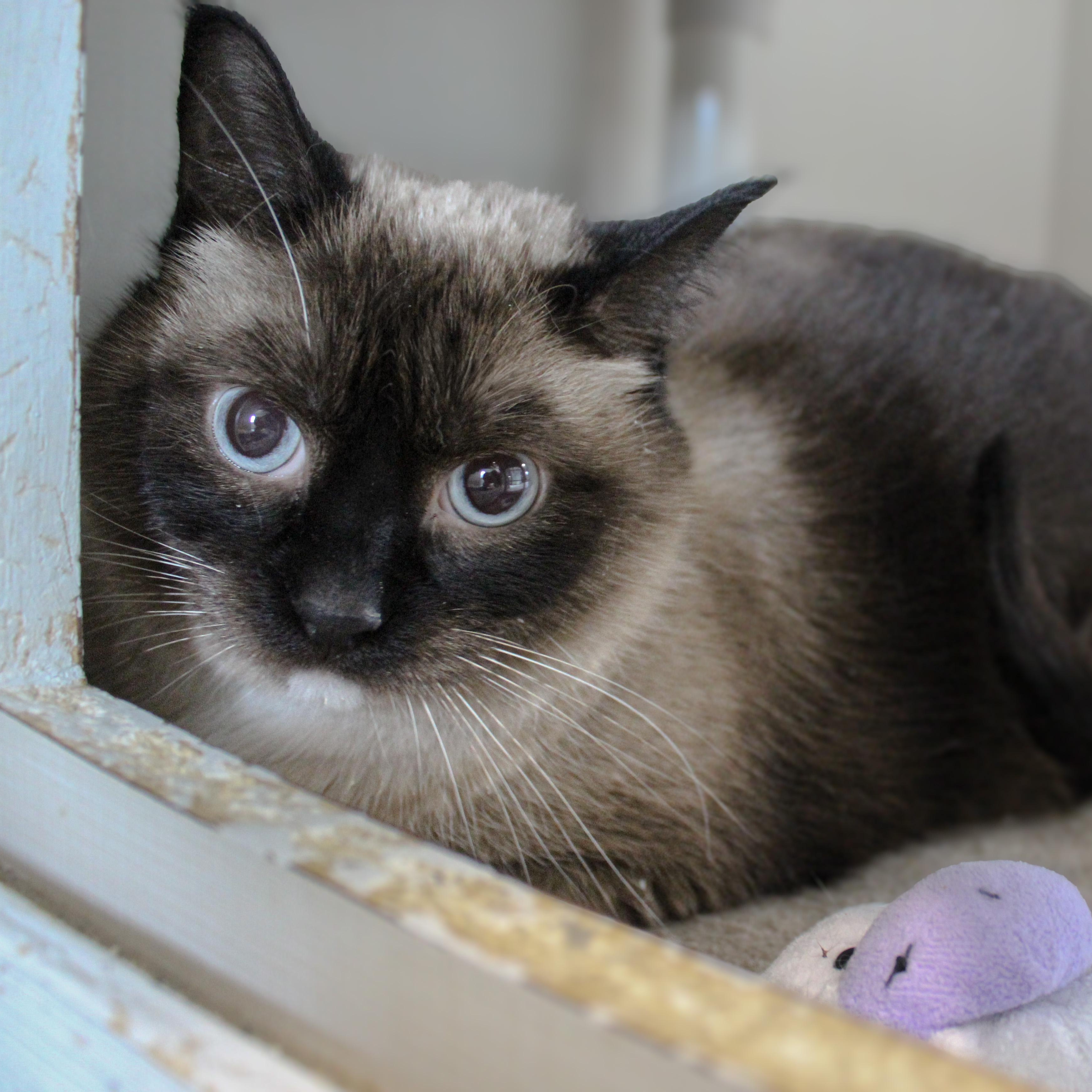 Amira, ADOPTABLE, Adult Female Siamese.