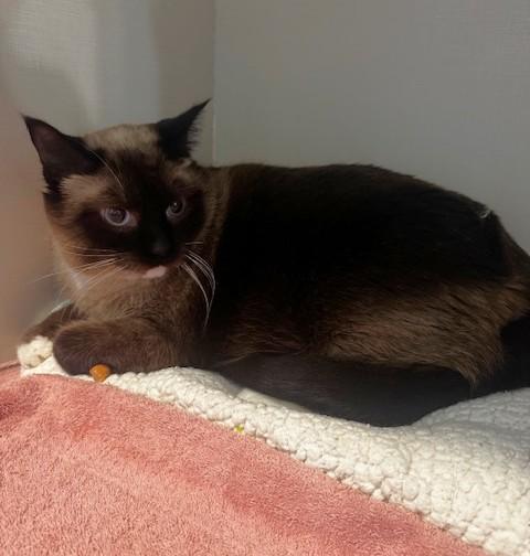 Enlarge Amira, a ADOPTABLE mixed breed in Hutchinson, MN image 3/4