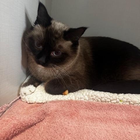 Enlarge Amira, a ADOPTABLE mixed breed in Hutchinson, MN image 4/4