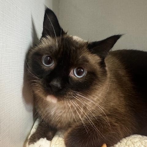 Amira, adoptable, Adult Female Siamese.