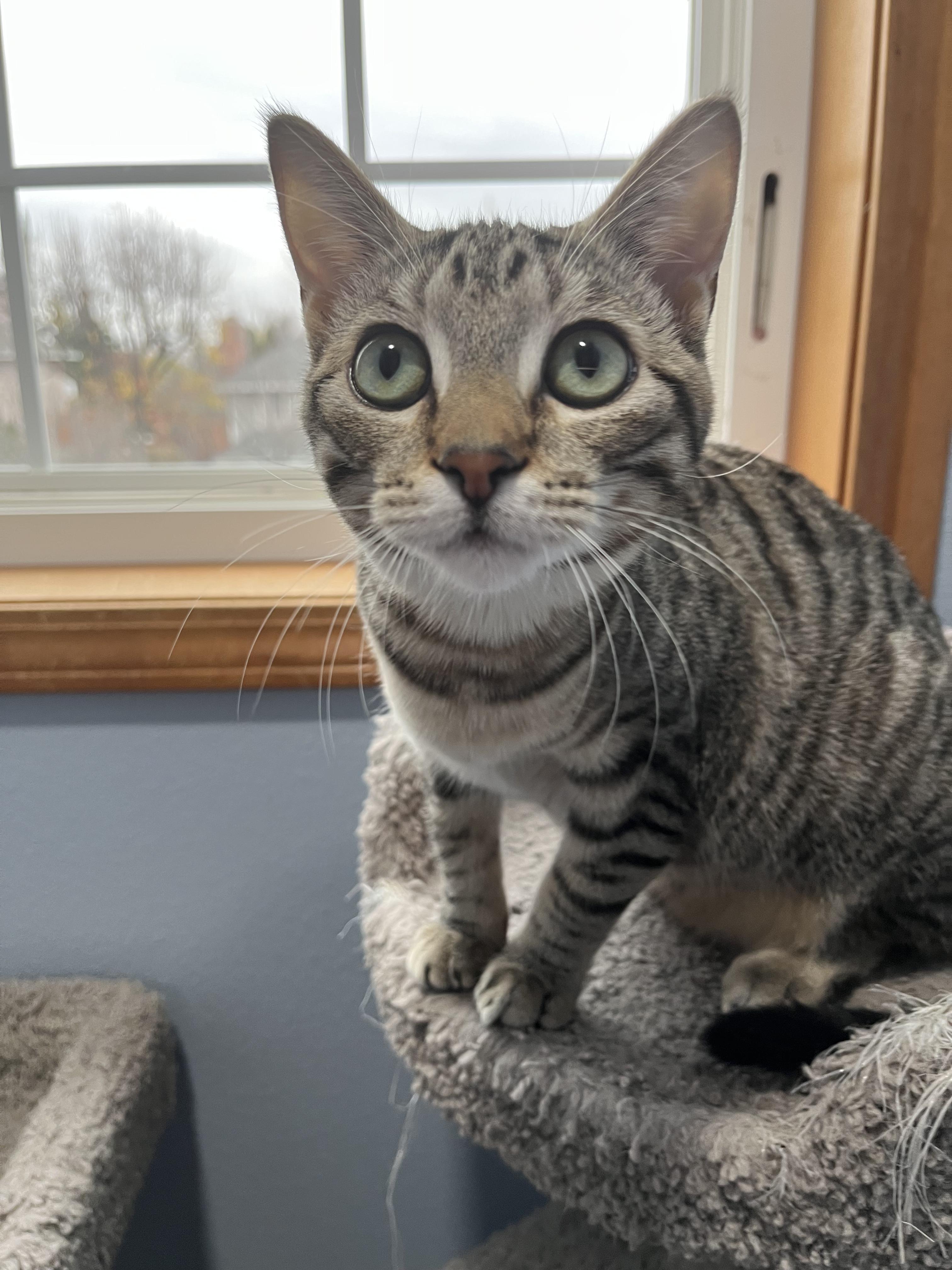 Rose, Adoptable, Kitten Female Domestic Short Hair & Tabby.