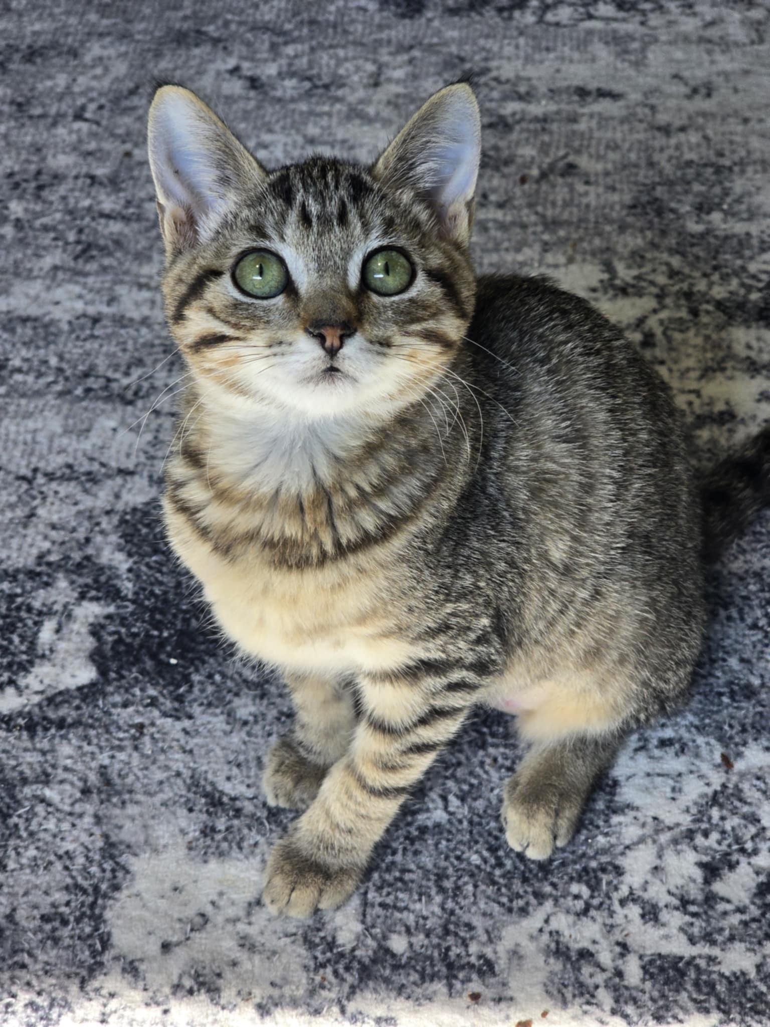 Enlarge Rose, a Adoptable mixed breed in West Richland, WA image 6/6