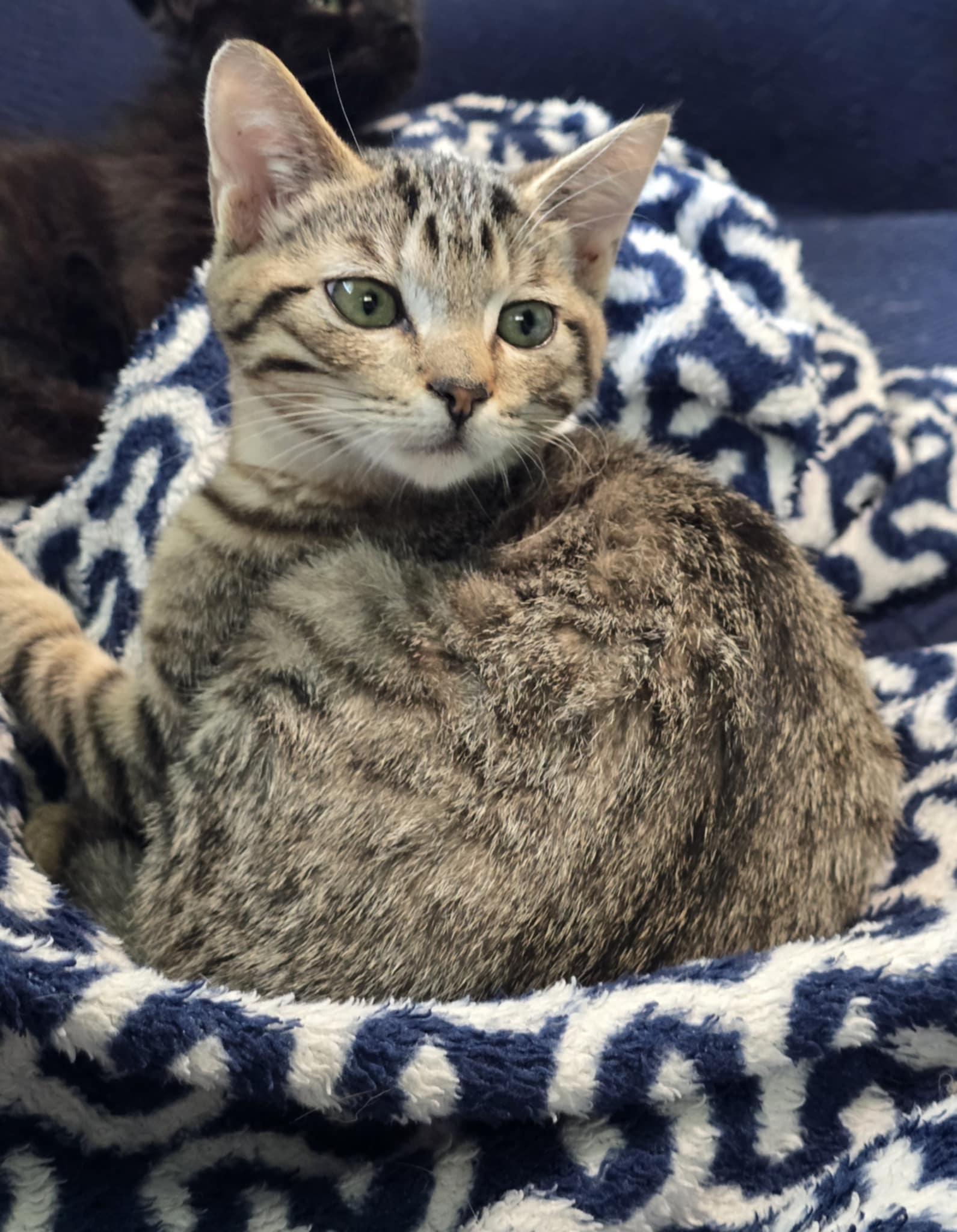 Rose, Adoptable, Young Female Domestic Short Hair & Tabby.