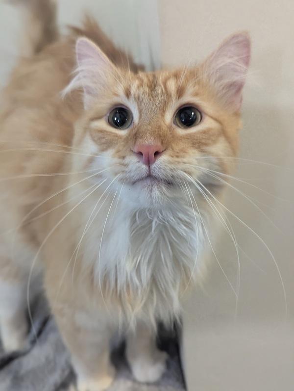 Ollie, Adoptable, Young Male Domestic Long Hair.
