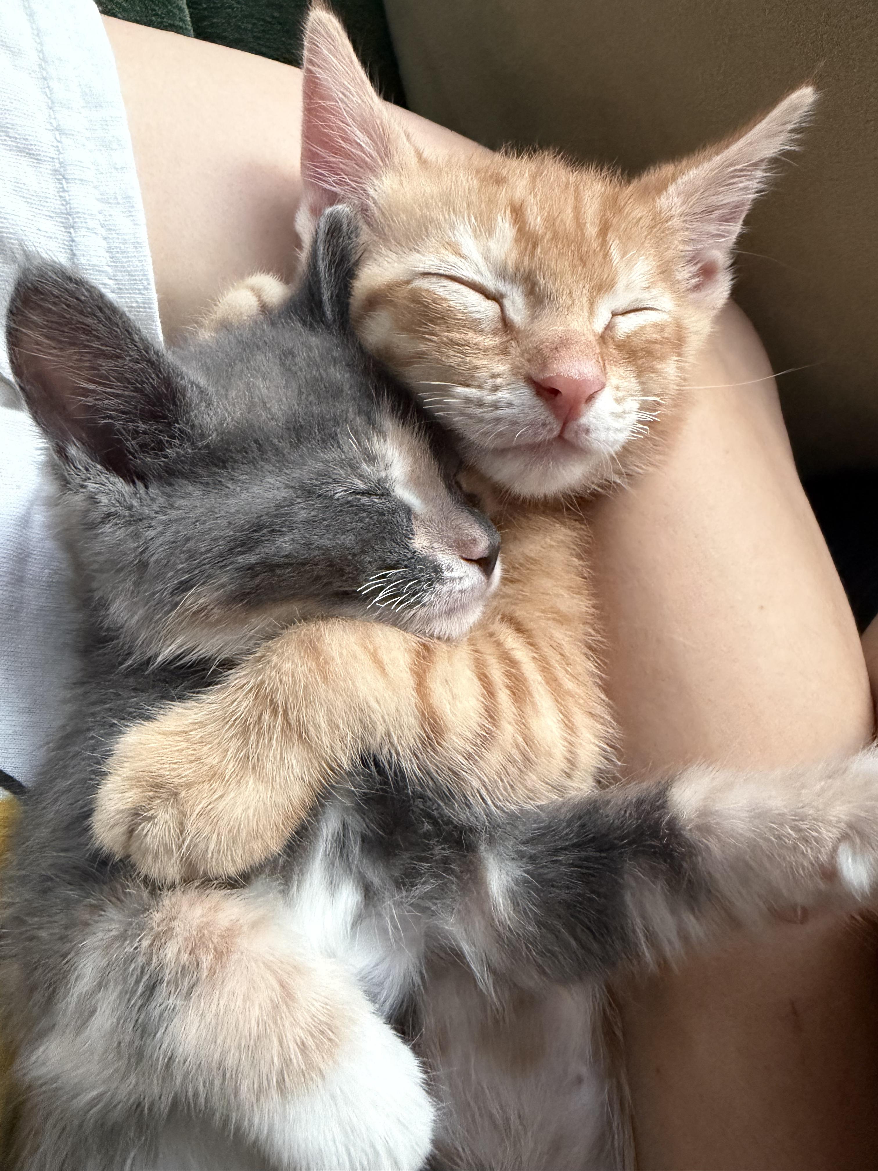 Chicken & Turkey, an adopted Domestic Short Hair in brooklyn, NY image 2/6