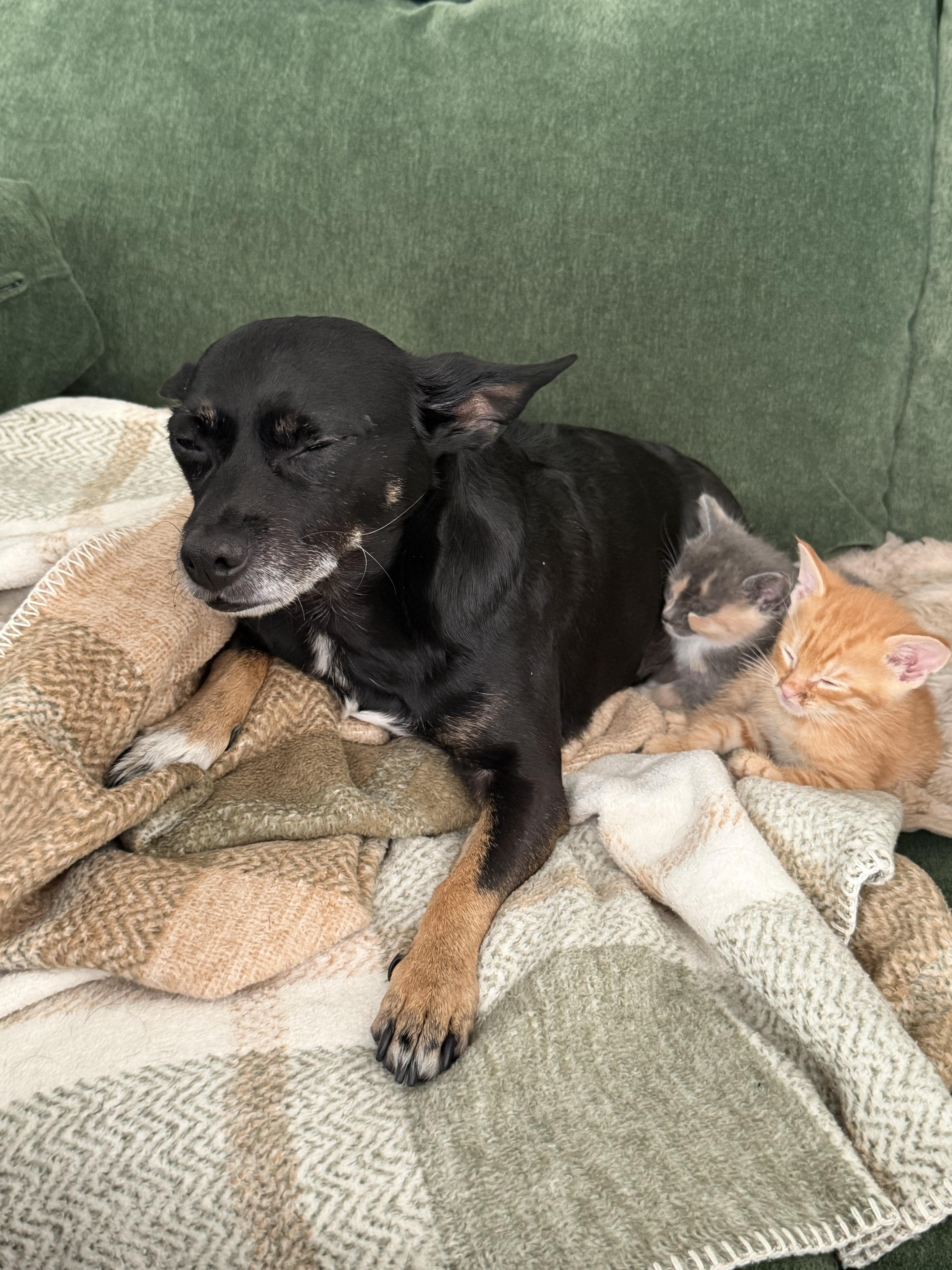 Chicken & Turkey, an adopted Domestic Short Hair in brooklyn, NY image 3/6