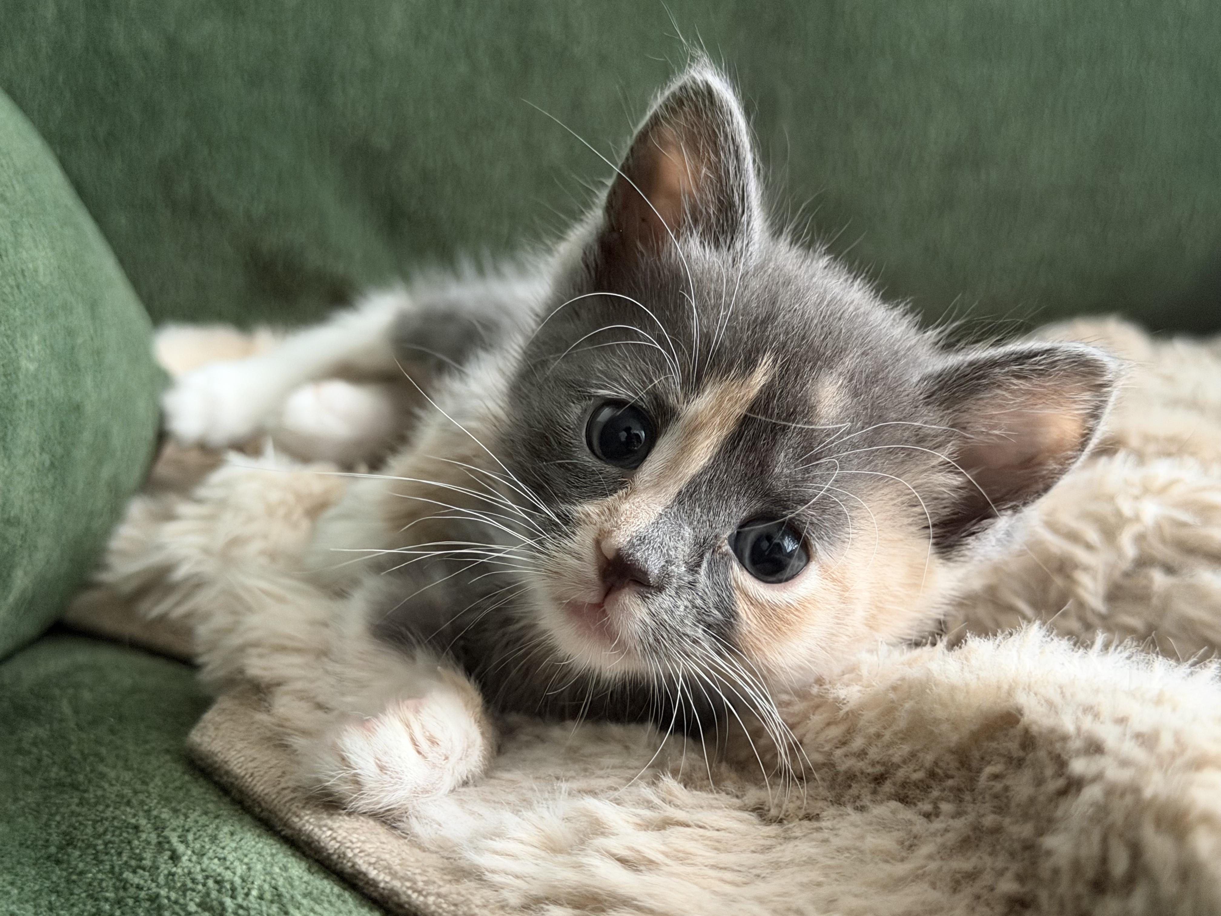 Chicken & Turkey, an adopted Domestic Short Hair in brooklyn, NY image 6/6