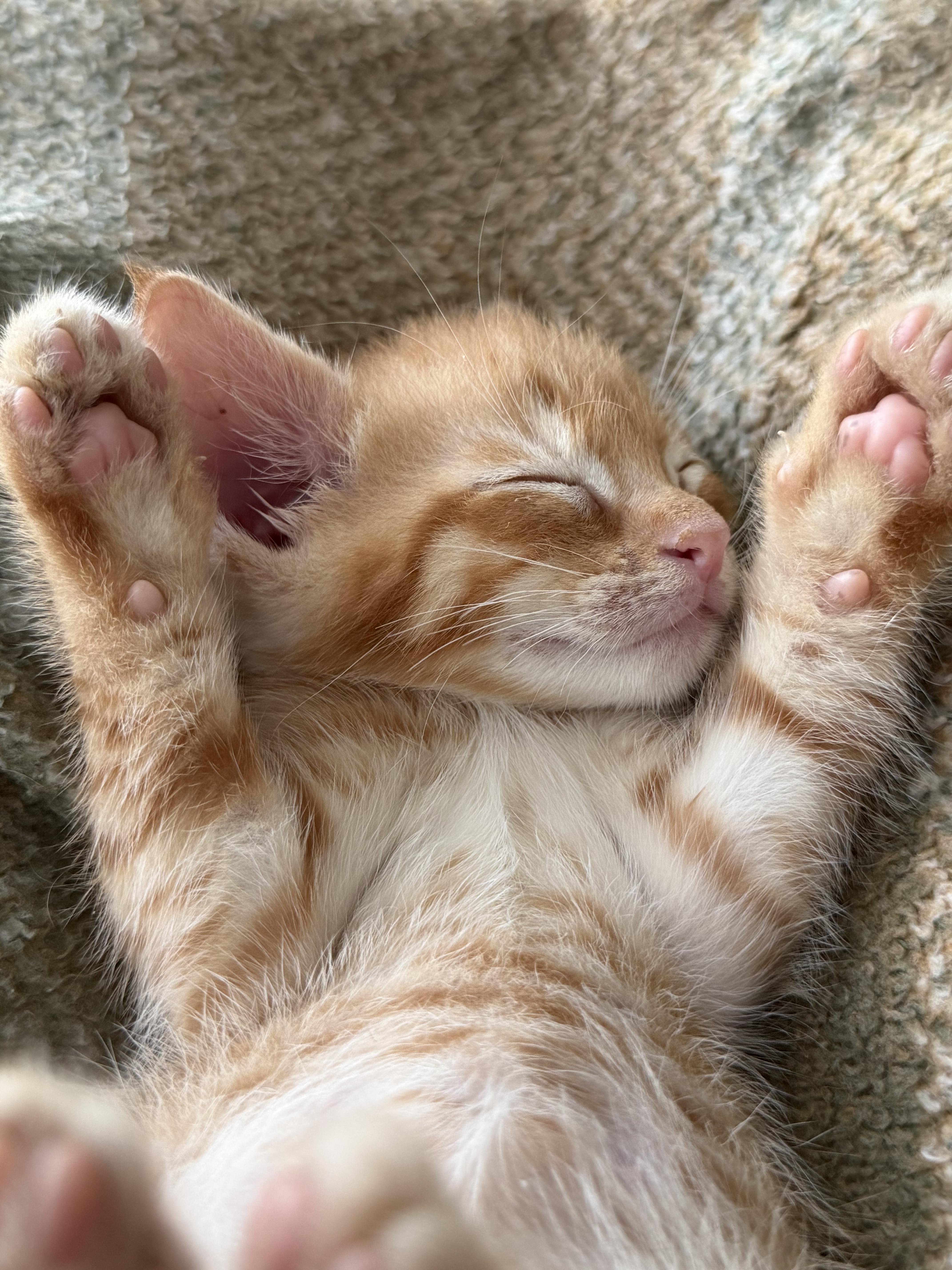 Chicken & Turkey, an adopted Domestic Short Hair in brooklyn, NY image 4/6