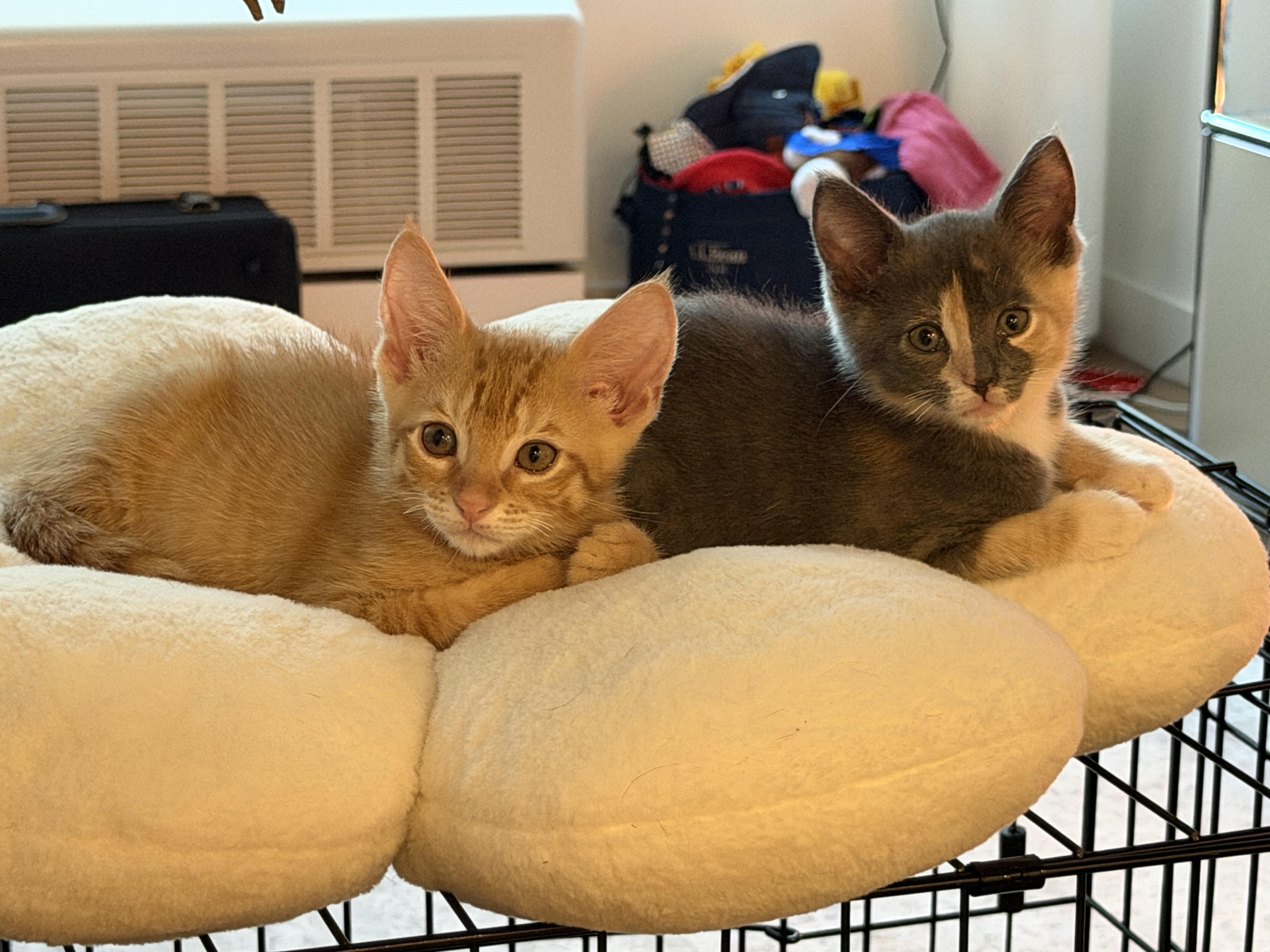 Chicken & Turkey, adopted, Kitten Male Domestic Short Hair.