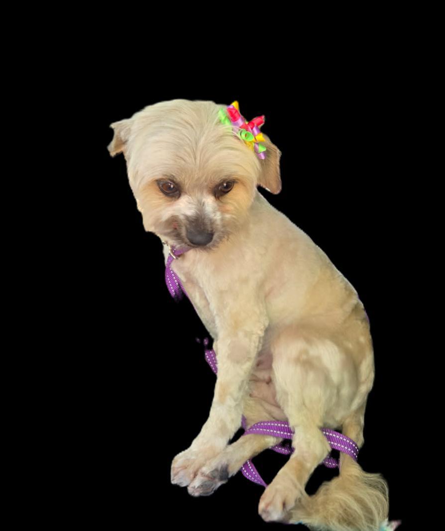 Enlarge Daisy, a Adoptable mixed breed in Suffolk, VA image 2/5