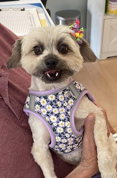 Daisy, Adoptable, Adult Female Shih Tzu.