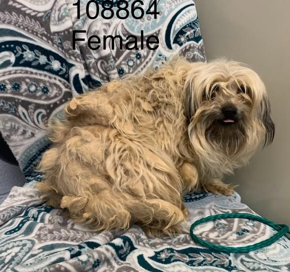 Enlarge Daisy, a Adoptable mixed breed in Suffolk, VA image 5/5