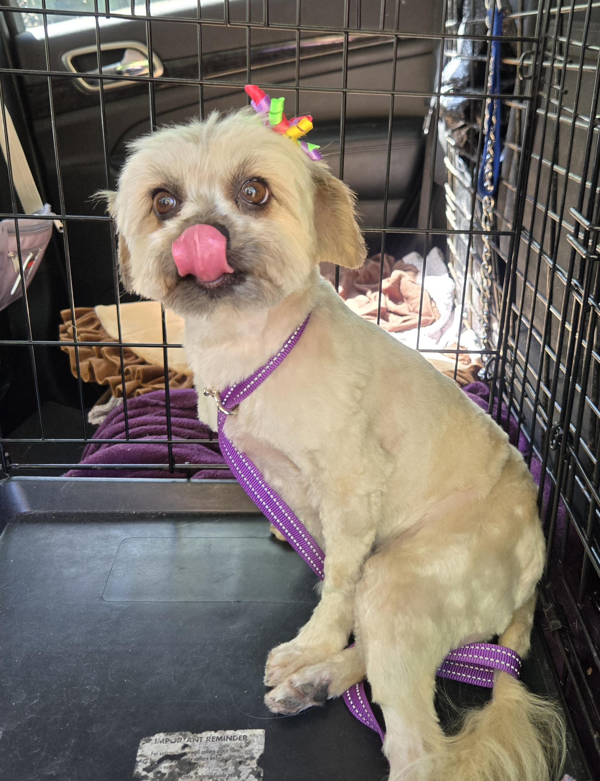 Enlarge Daisy, a Adoptable mixed breed in Suffolk, VA image 3/5