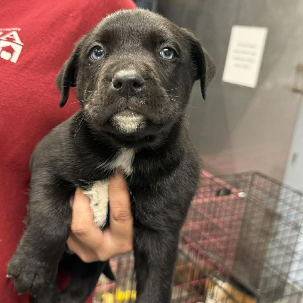 Enlarge Spencer Reid, a Adoptable Mixed Breed in Martinsville, VA image 1/1