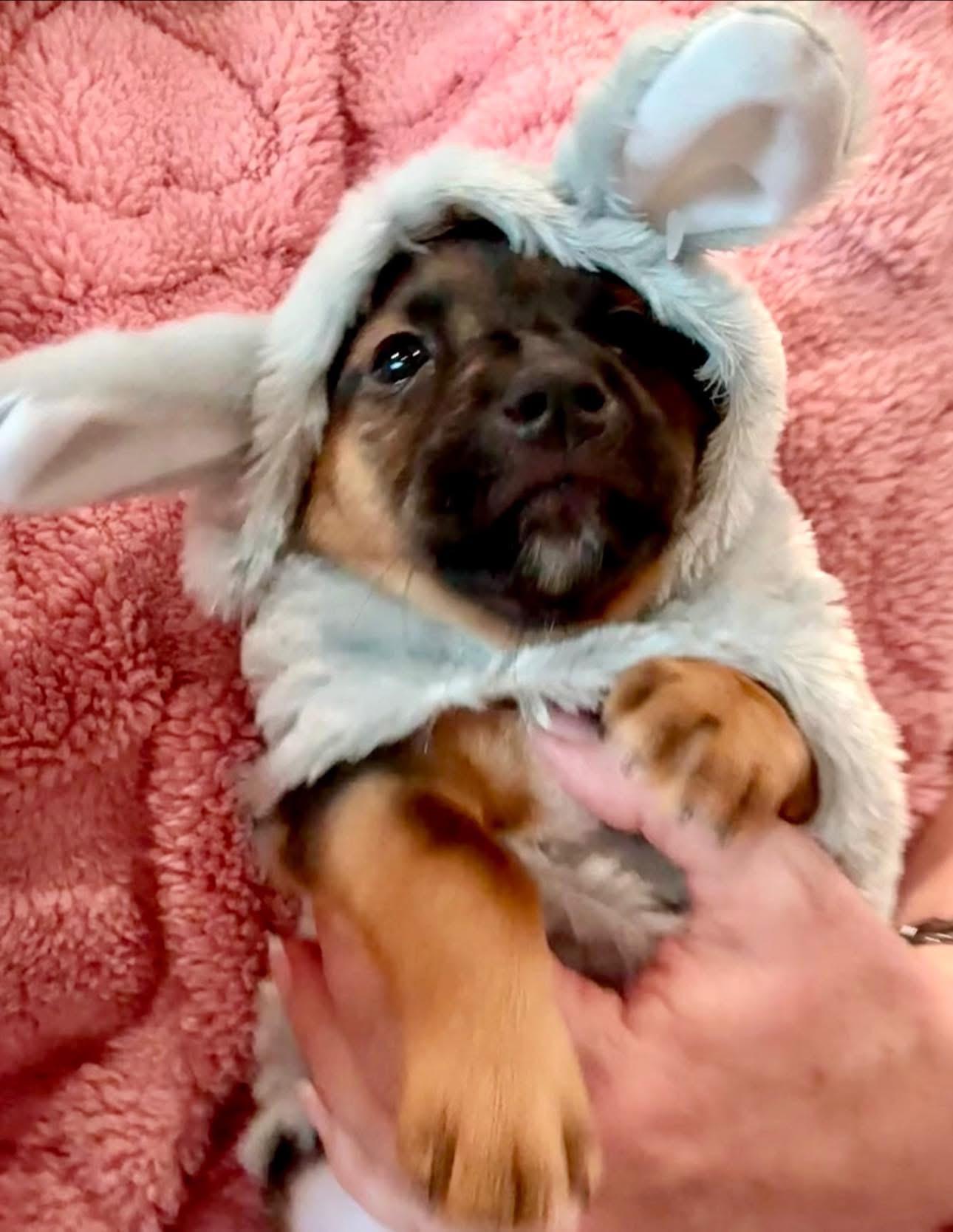 Enlarge Alice, an adopted mixed breed in Rockwall, TX image 3/4