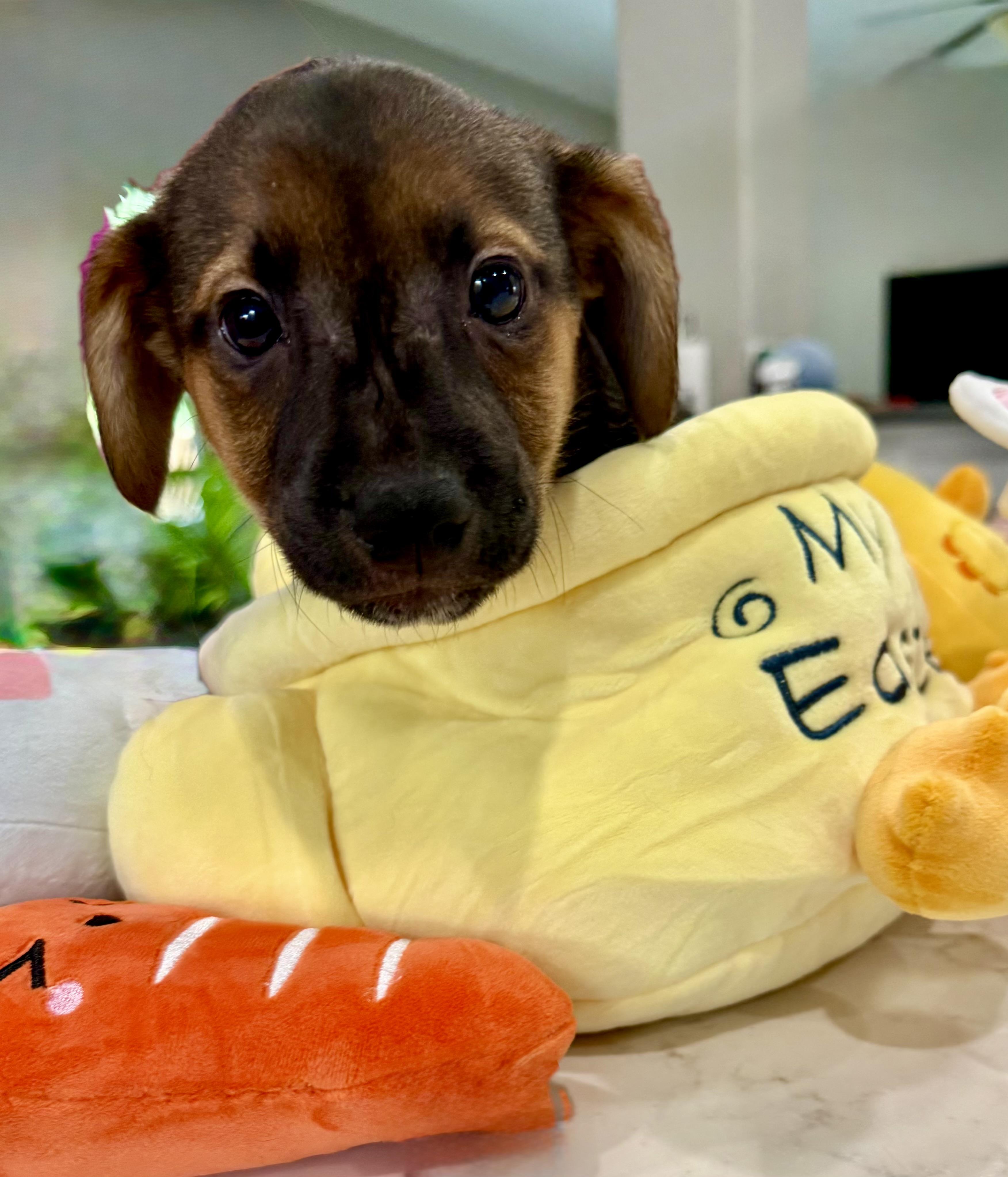 Enlarge Alice, an adopted mixed breed in Rockwall, TX image 4/4