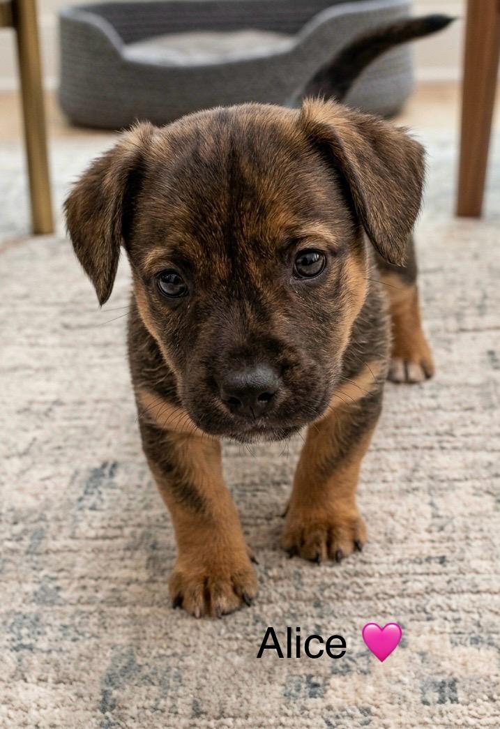 Alice, adopted, Puppy Female Chihuahua & Dachshund.