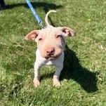 Pho, ADOPTABLE, Puppy Male Shar-Pei & Labrador Retriever.