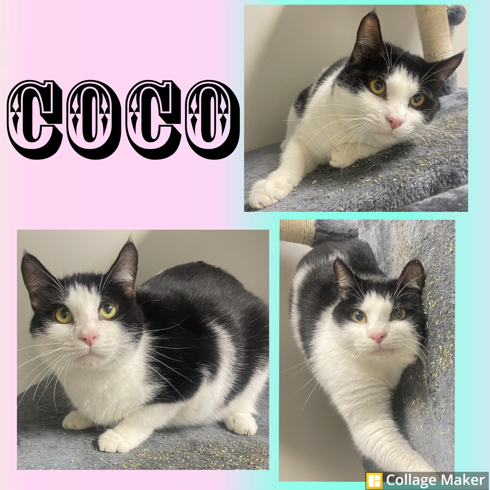 Coco