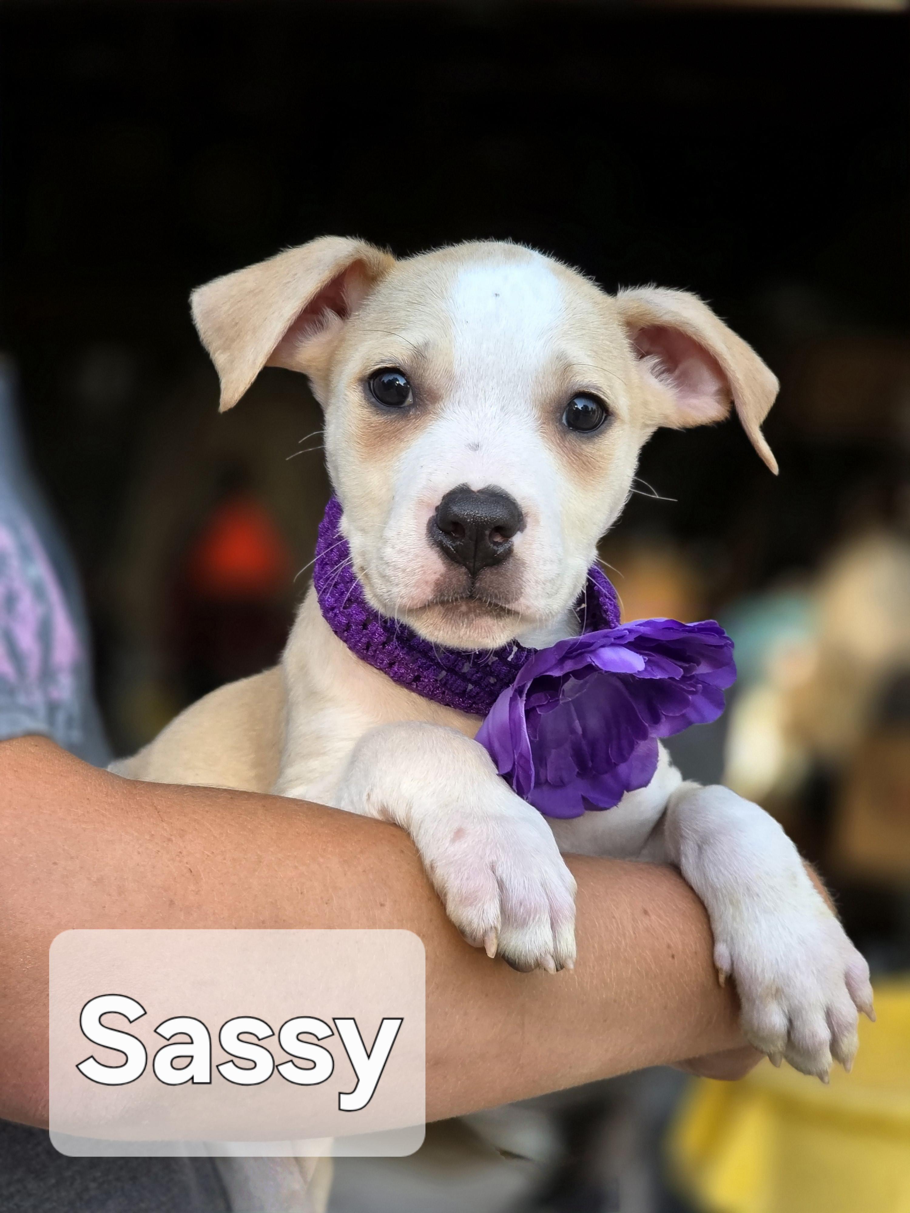 Sassy, Baby Female unknown