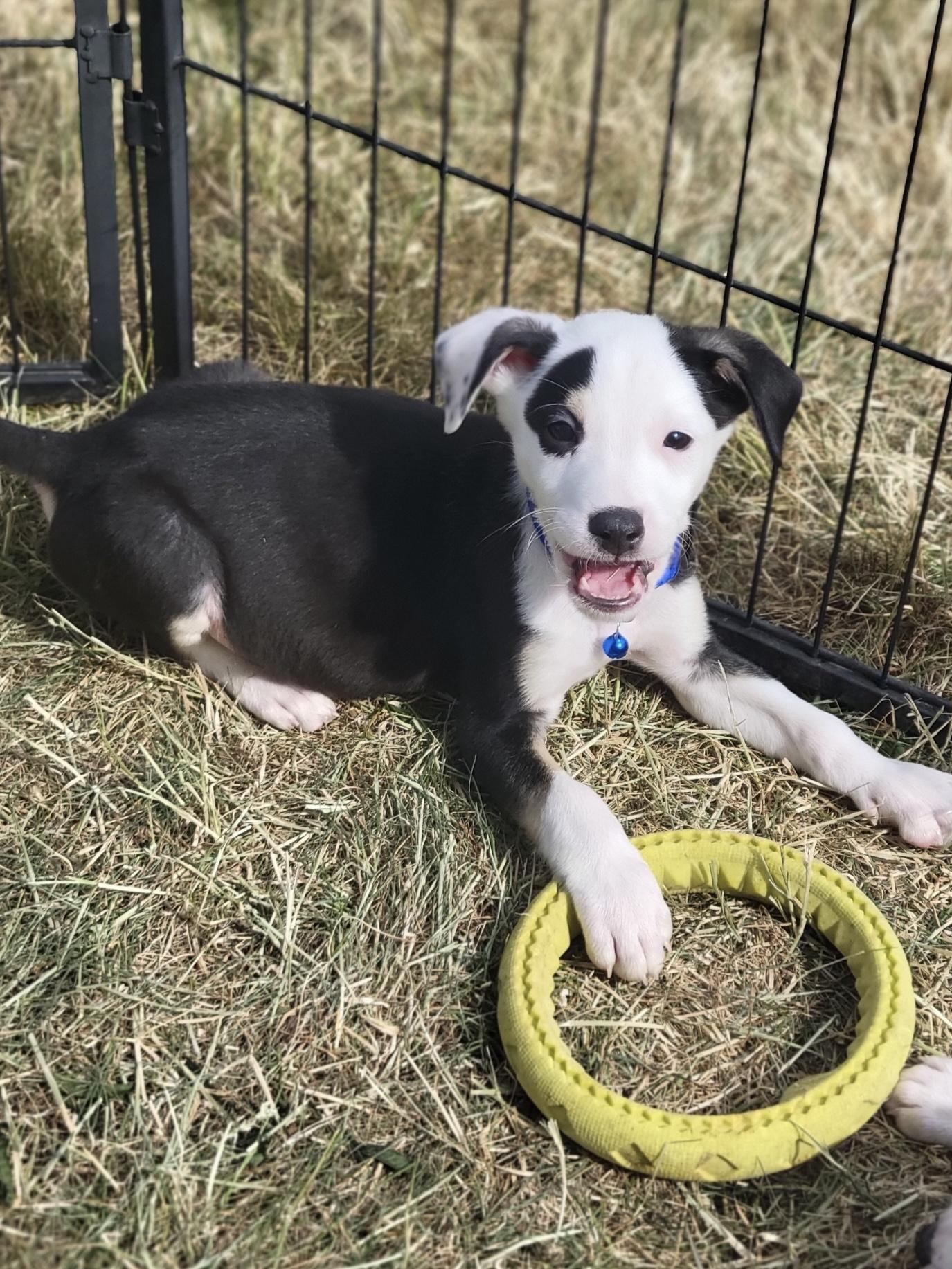 Enlarge Conway, an adopted Mixed Breed in Elkhorn, WI image 1/4