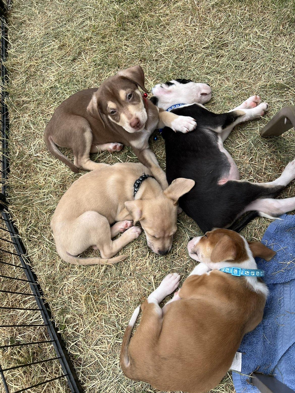 Enlarge Conway, an adopted Mixed Breed in Elkhorn, WI image 3/4