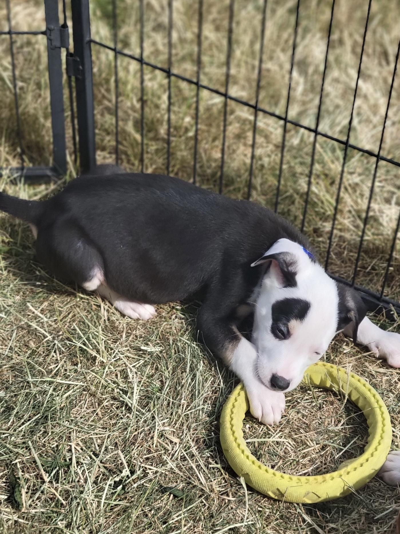 Enlarge Conway, an adopted Mixed Breed in Elkhorn, WI image 2/4