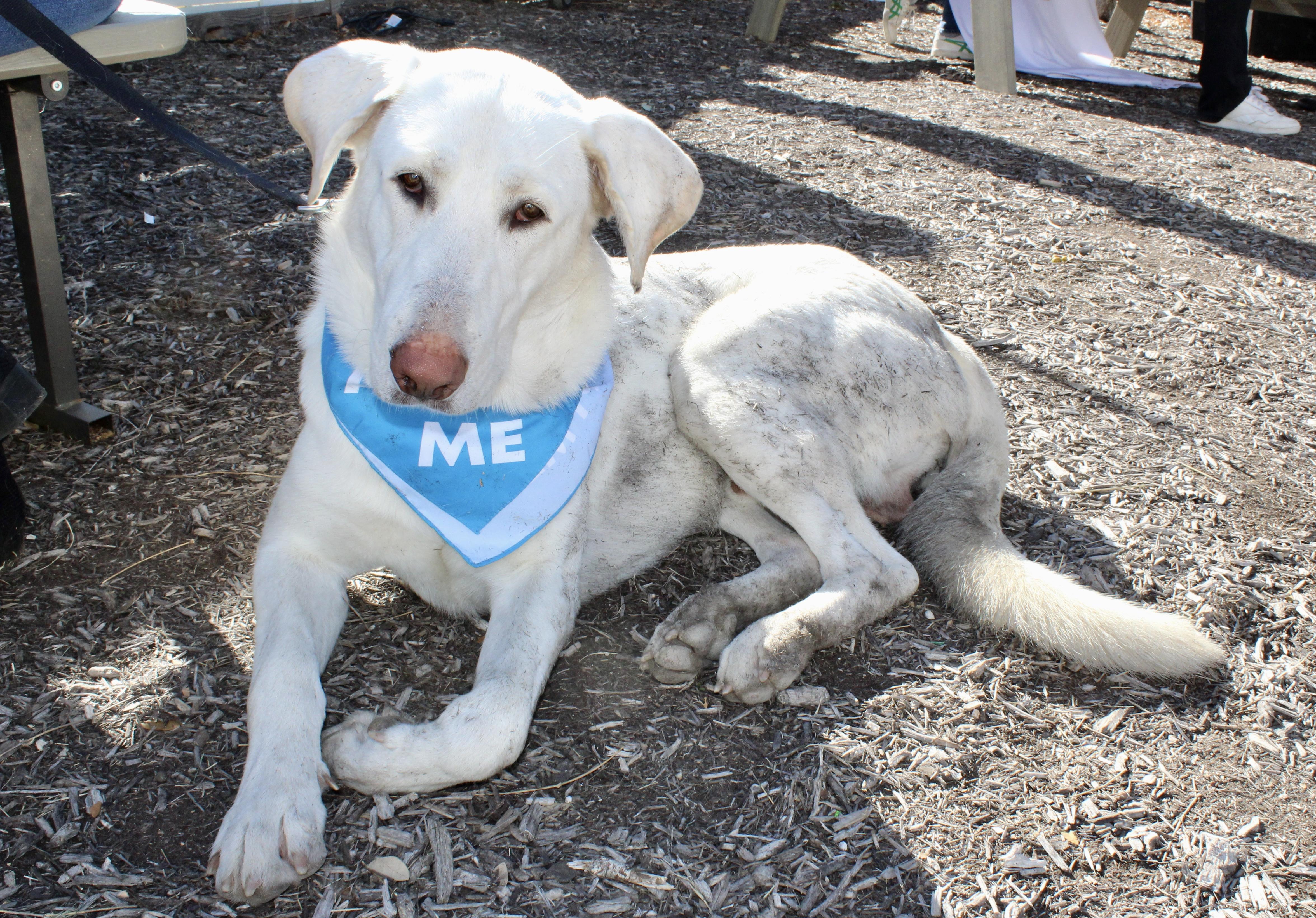 Enlarge Milo , a Adoptable mixed breed in Austin, TX image 1/6