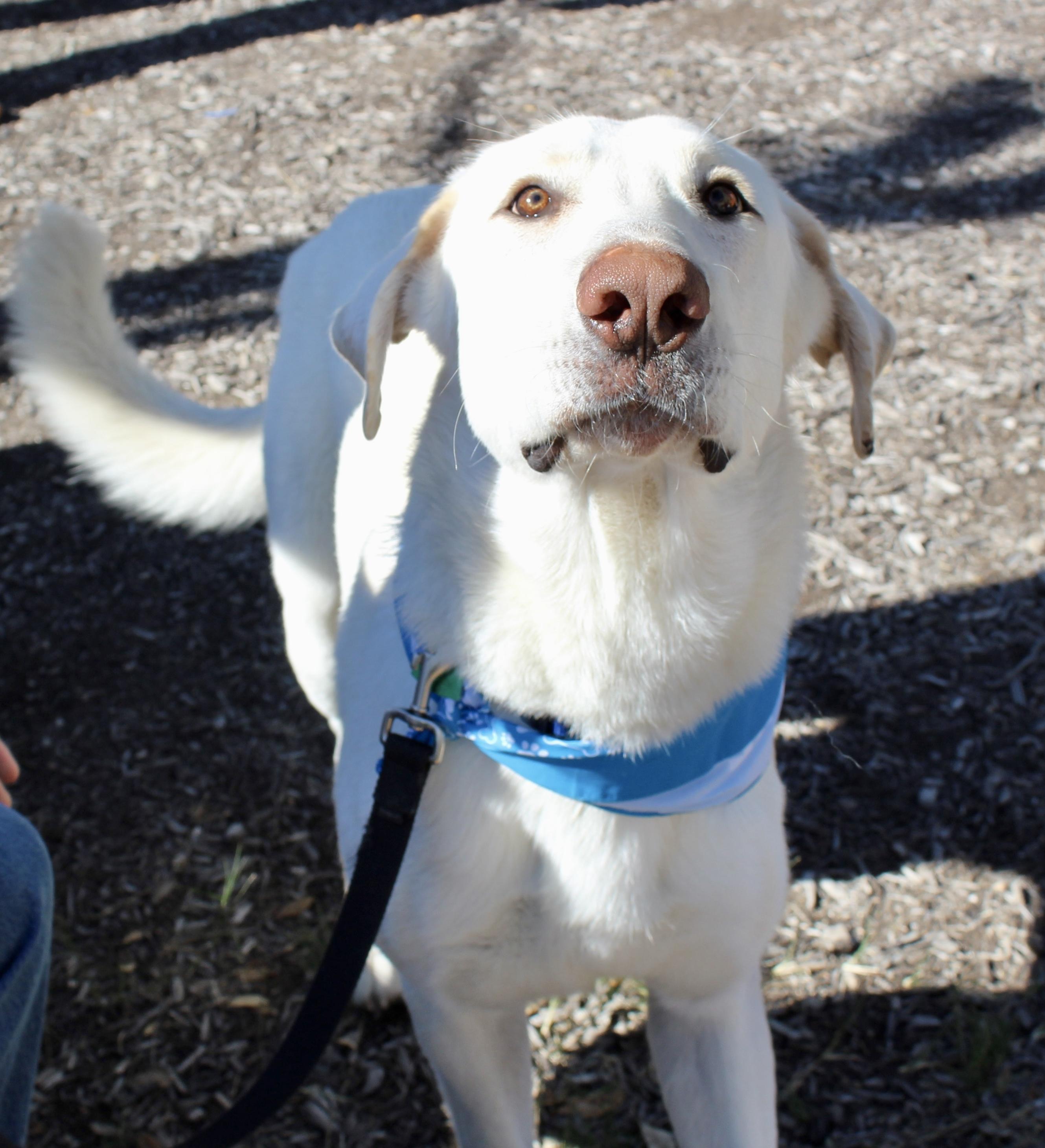 Enlarge Milo , a Adoptable mixed breed in Austin, TX image 6/6